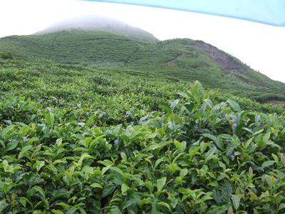 貴州茶企&ldquo;四統(tǒng)一&rdquo;建成當?shù)刈畲缶G茶生產(chǎn)合作社